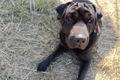 IMG_20220728_172713_001